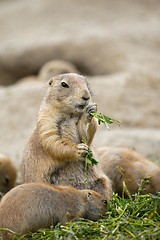 Image showing Prairie Dog