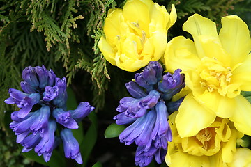 Image showing Tulips and  hyacinth