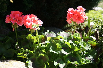 Image showing Geranium