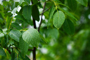 Image showing Leaves