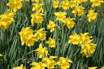 Image showing Daffodils