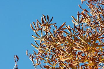 Image showing Autumn