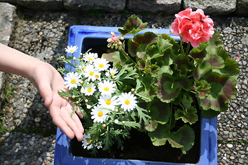 Image showing Flowers in garden pot