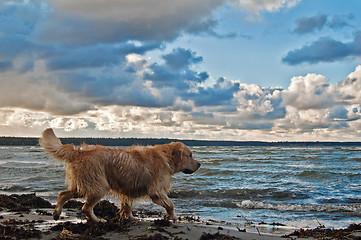 Image showing The retriever running to the sea