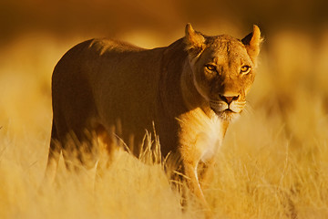 Image showing Lion