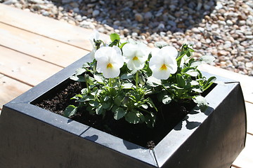 Image showing White pansies