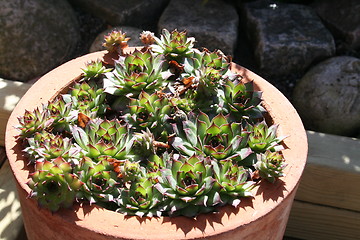 Image showing Sedum