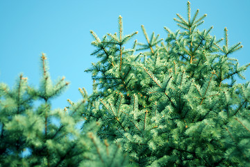 Image showing pine