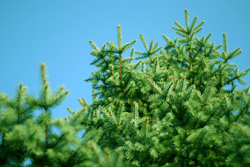 Image showing sky and pine