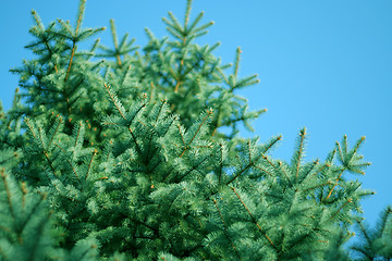 Image showing pine on the background sky