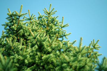 Image showing solar pine