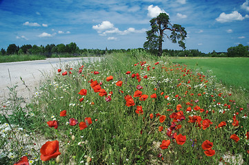 Image showing blossoming red poppies