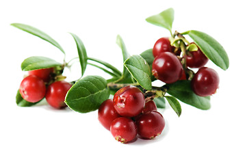 Image showing Red cowberry isolated in white