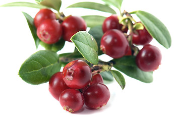 Image showing Red cowberry isolated in white