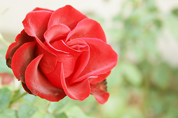 Image showing rose