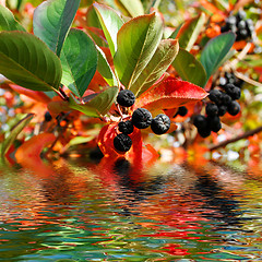 Image showing plants and water