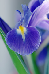 Image showing Flower an blue iris