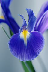 Image showing Flower an blue iris