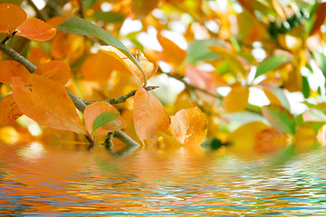 Image showing plants and water