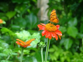 Image showing butterfly in action