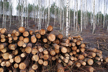 Image showing Pine Logs at the Edge of Birch Forest