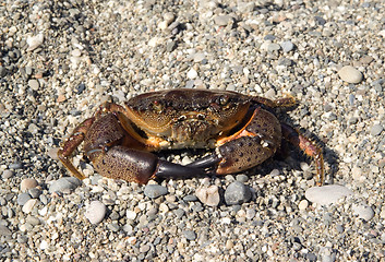 Image showing Crab on the pebbles