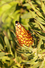 Image showing Cone bud of green plant