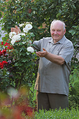 Image showing Grower of roses