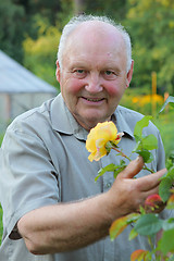 Image showing Grower of roses