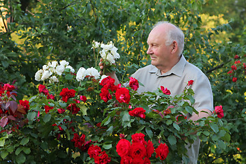 Image showing Grower of roses