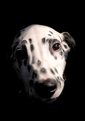Image showing Dog 2