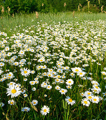 Image showing Blooming meadow.