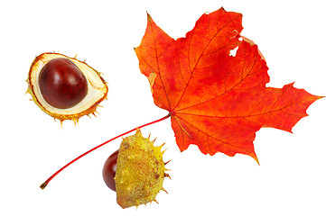 Image showing Signs of autumn