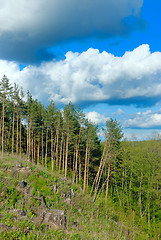 Image showing Clouds over the pine forest.