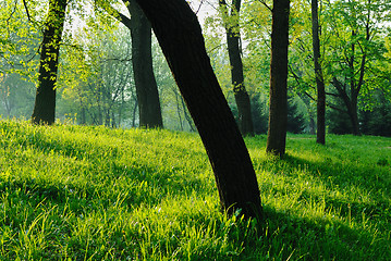 Image showing Dawn in the park