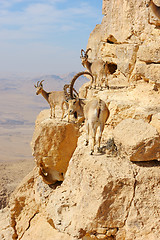 Image showing Mountain goats in the Makhtesh Ramon