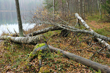 Image showing Autumn on the forest lake.