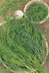 Image showing Dill