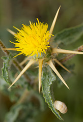 Image showing Prickly flower.