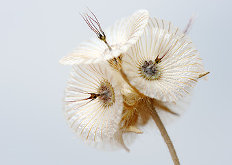 Image showing Plant of Israel