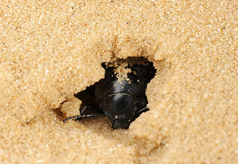 Image showing Darkling beetle in the sand