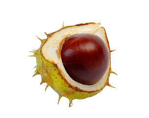 Image showing Half horse chestnut