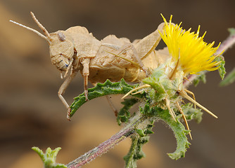 Image showing Grasshopper on prickly flower