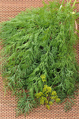 Image showing Dill