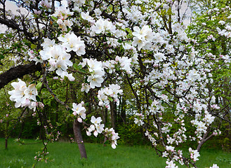 Image showing Rural garden.