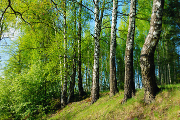 Image showing Rural landscape with birches 