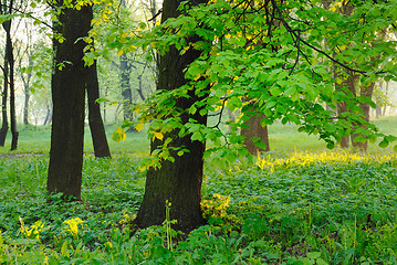 Image showing Dawn in the park