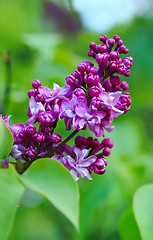 Image showing Blooming lilacs
