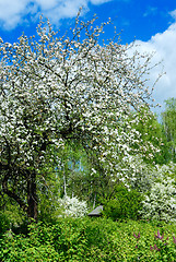 Image showing Rural garden.