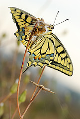 Image showing Swallowtail butterfly